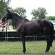 2009, lato, Trakehner Bundesturnier, Hannover 